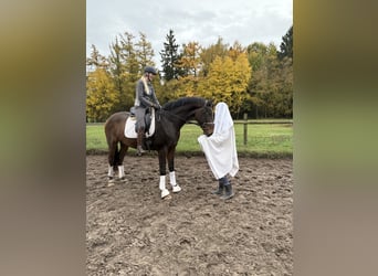 Hannoveriano, Caballo castrado, 3 años, 168 cm, Castaño oscuro