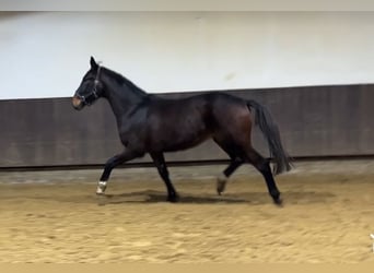 Hannoveriano, Caballo castrado, 3 años, 168 cm, Castaño oscuro