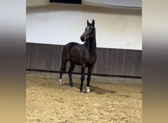 Hannoveriano, Caballo castrado, 3 años, 168 cm, Castaño oscuro