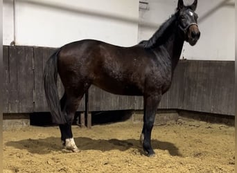 Hannoveriano, Caballo castrado, 3 años, 168 cm, Castaño oscuro