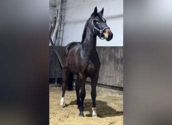 Hannoveriano, Caballo castrado, 3 años, 168 cm, Castaño oscuro