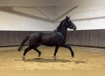 Hannoveriano, Caballo castrado, 3 años, 168 cm, Castaño oscuro