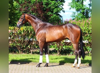 Hannoveriano, Caballo castrado, 3 años, 168 cm, Castaño oscuro