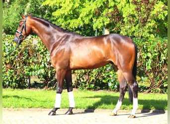 Hannoveriano, Caballo castrado, 3 años, 168 cm, Castaño oscuro