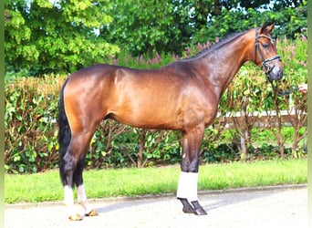 Hannoveriano, Caballo castrado, 3 años, 168 cm, Castaño oscuro