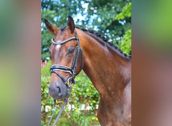 Hannoveriano, Caballo castrado, 3 años, 168 cm, Castaño oscuro