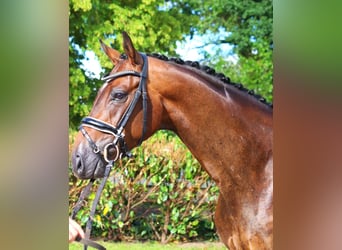 Hannoveriano, Caballo castrado, 3 años, 168 cm, Castaño oscuro