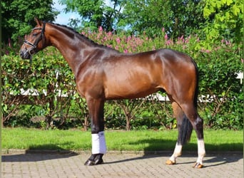 Hannoveriano, Caballo castrado, 3 años, 168 cm, Castaño oscuro