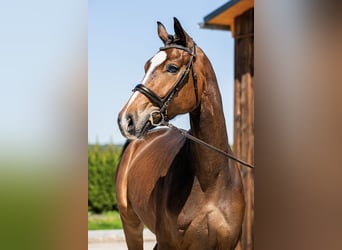 Hannoveriano, Caballo castrado, 3 años, 168 cm, Castaño rojizo