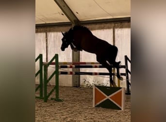 Hannoveriano, Caballo castrado, 3 años, 168 cm, Morcillo