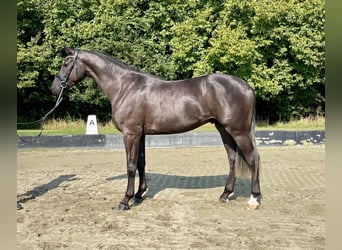 Hannoveriano, Caballo castrado, 3 años, 168 cm, Negro