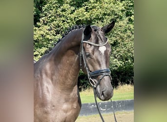 Hannoveriano, Caballo castrado, 3 años, 168 cm, Negro