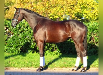 Hannoveriano, Caballo castrado, 3 años, 168 cm, Negro