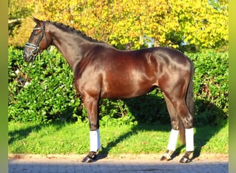 Hannoveriano, Caballo castrado, 3 años, 168 cm, Negro