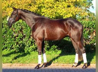 Hannoveriano, Caballo castrado, 3 años, 168 cm, Negro