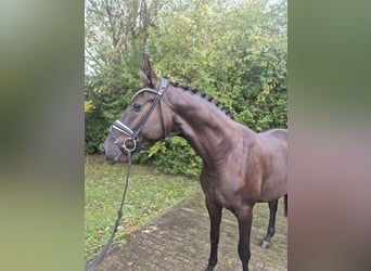 Hannoveriano, Caballo castrado, 3 años, 168 cm, Negro