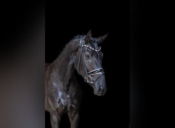 Hannoveriano, Caballo castrado, 3 años, 168 cm, Negro
