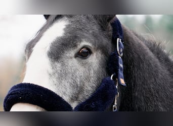 Hannoveriano, Caballo castrado, 3 años, 168 cm, Tordo