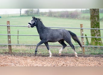 Hannoveriano, Caballo castrado, 3 años, 168 cm, Tordo