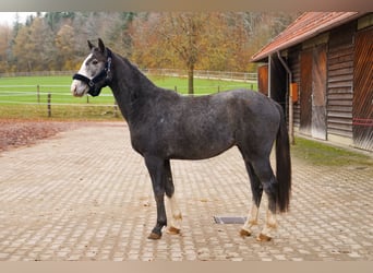 Hannoveriano, Caballo castrado, 3 años, 168 cm, Tordo