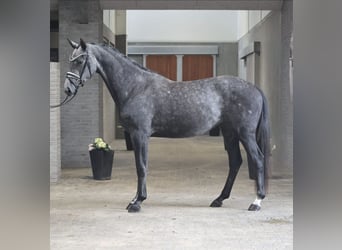 Hannoveriano, Caballo castrado, 3 años, 169 cm