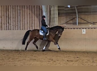 Hannoveriano, Caballo castrado, 3 años, 169 cm, Castaño