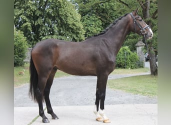 Hannoveriano, Caballo castrado, 3 años, 169 cm, Castaño