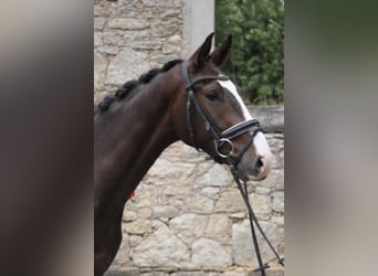 Hannoveriano, Caballo castrado, 3 años, 169 cm, Castaño