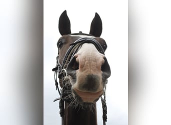 Hannoveriano, Caballo castrado, 3 años, 169 cm, Castaño