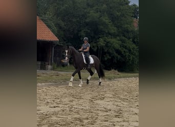 Hannoveriano, Caballo castrado, 3 años, 169 cm, Castaño