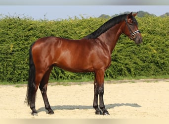 Hannoveriano, Caballo castrado, 3 años, 169 cm, Castaño