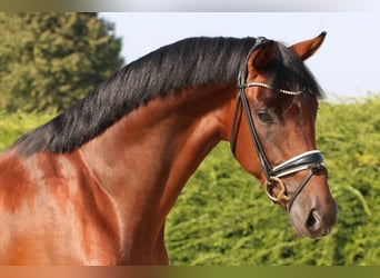 Hannoveriano, Caballo castrado, 3 años, 169 cm, Castaño