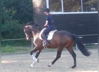 Hannoveriano, Caballo castrado, 3 años, 169 cm, Castaño