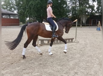 Hannoveriano, Caballo castrado, 3 años, 169 cm, Castaño