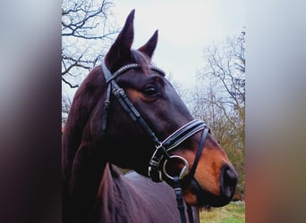 Hannoveriano, Caballo castrado, 3 años, 169 cm, Castaño