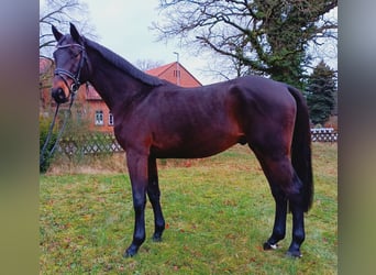 Hannoveriano, Caballo castrado, 3 años, 169 cm, Castaño