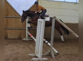 Hannoveriano, Caballo castrado, 3 años, 169 cm, Castaño oscuro