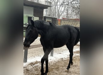 Hannoveriano, Caballo castrado, 3 años, 169 cm, Negro