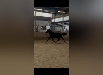 Hannoveriano, Caballo castrado, 3 años, 169 cm, Negro