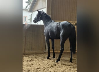 Hannoveriano, Caballo castrado, 3 años, 169 cm, Negro
