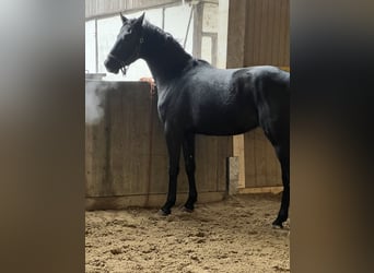 Hannoveriano, Caballo castrado, 3 años, 169 cm, Negro
