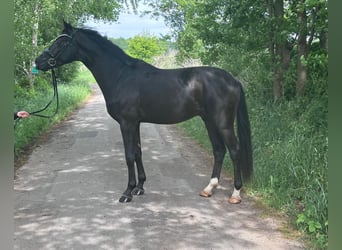 Hannoveriano, Caballo castrado, 3 años, 169 cm, Negro