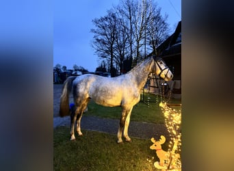 Hannoveriano, Caballo castrado, 3 años, 169 cm, Tordo