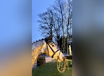 Hannoveriano, Caballo castrado, 3 años, 169 cm, Tordo