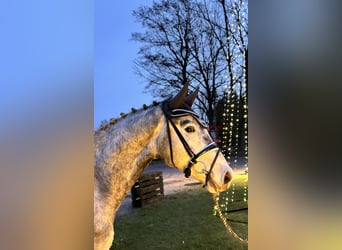 Hannoveriano, Caballo castrado, 3 años, 169 cm, Tordo