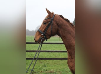Hannoveriano, Caballo castrado, 3 años, 170 cm, Alazán