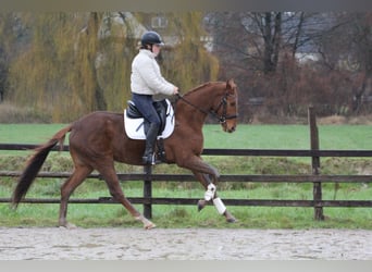 Hannoveriano, Caballo castrado, 3 años, 170 cm, Alazán