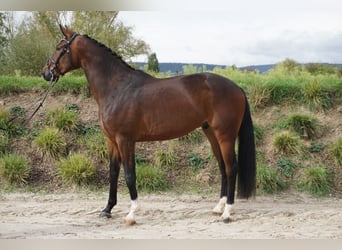 Hannoveriano, Caballo castrado, 3 años, 170 cm, Castaño