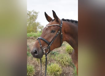 Hannoveriano, Caballo castrado, 3 años, 170 cm, Castaño