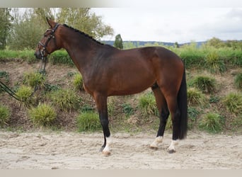 Hannoveriano, Caballo castrado, 3 años, 170 cm, Castaño